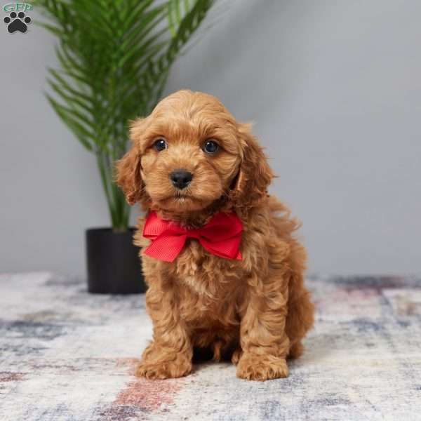 Tanner, Cavapoo Puppy